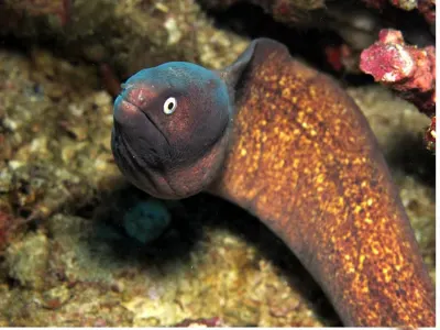 White Eyed Moray