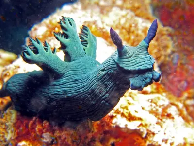 Miller's Nembrotha