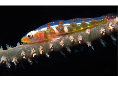 Goby On Whip Coral