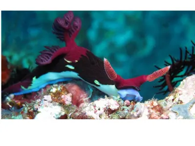 Nembrotha