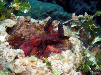 Lisa's Mantis Shrimp