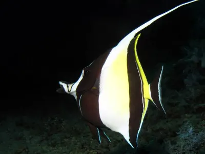 Moorish Idol