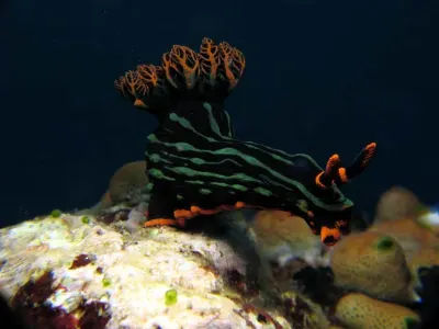 Nembrotha