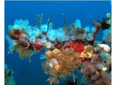 Coral and Tunicates