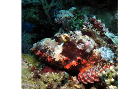 Scorpionfish