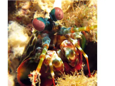 Peacock Mantis Shrimp