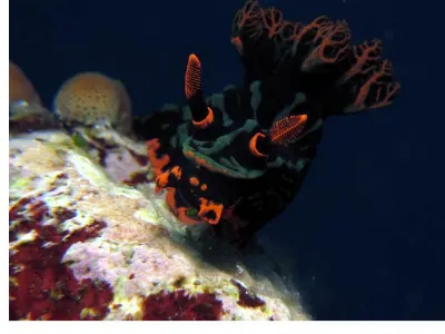 Nembrotha
