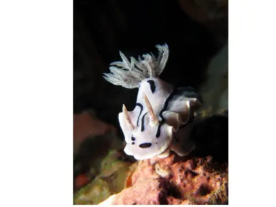 Nudibranch