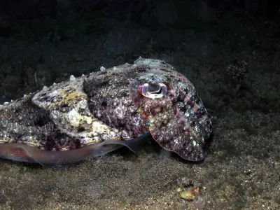 Cuttlefish