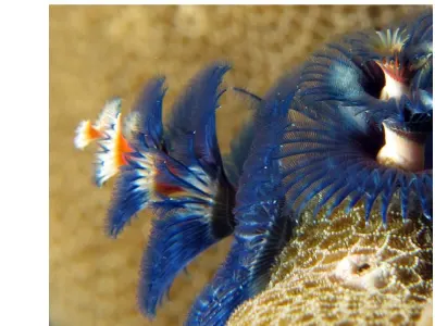 Xmas Tree Worms