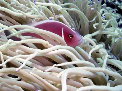 Skunk Anemone Fish