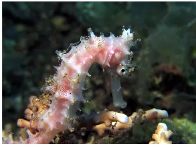 White Seahorse