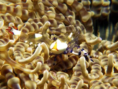 Eggshell Shrimp