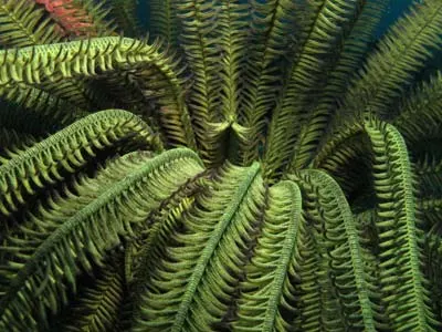 Crinoid