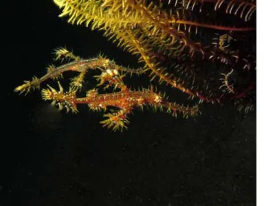 Robust ghost pipefish