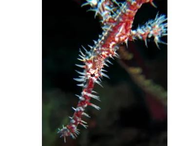 Robust Ghost Pipefish