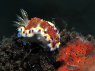 Collingwood's Chromodoris