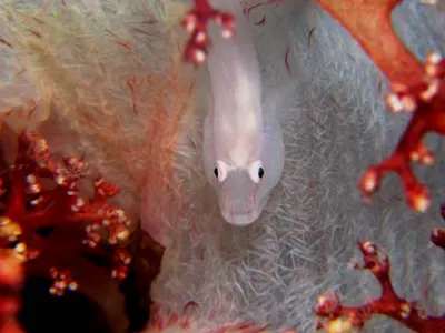 Ghost Fish