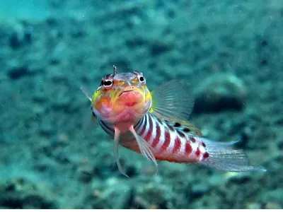 Fish Attitude