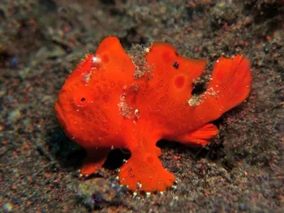 Juvenile Frogfish