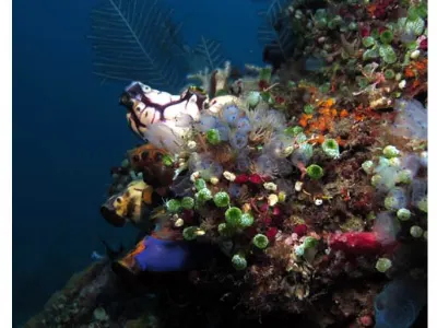 Tunicates