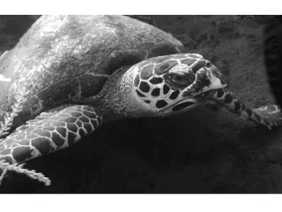 Hawksbill Turtle
