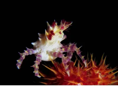 Soft Coral Crab