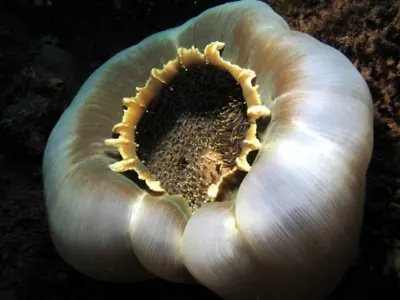 Corallimorph Closed
