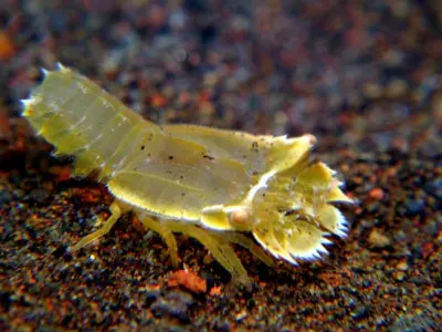 Squat Lobster