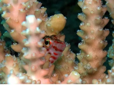 Hiding Hawkfish