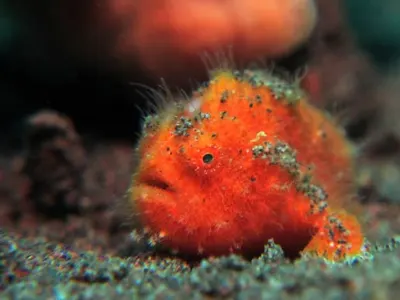 Hairy FFrogfish Juvenile