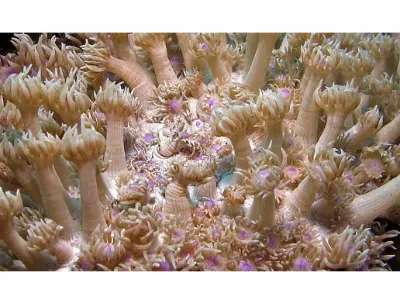 Coral Macro