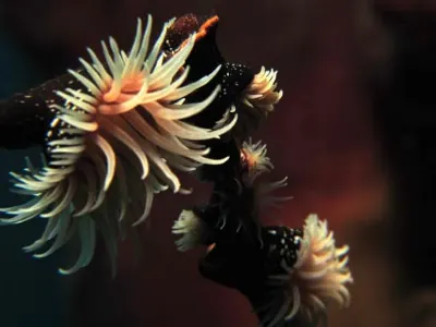 Wrapping Anemone