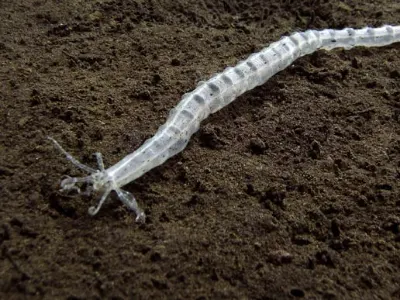 Sea Cucumber