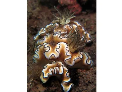 Nudibranchs