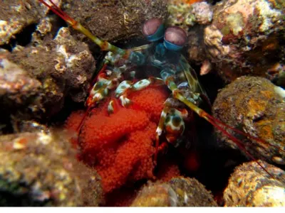 Mantis Shrimp Eggs