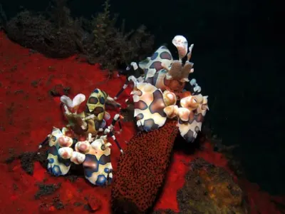 Harlequin Shrimp