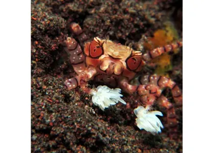 Boxer Crab Attitude