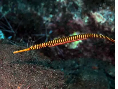 Pipefish with Eggs