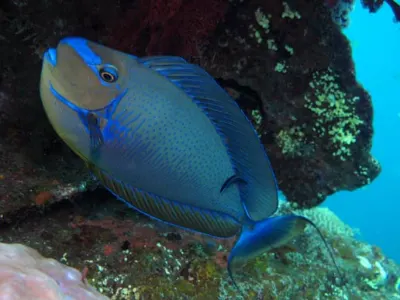 Bignose Unicornfish