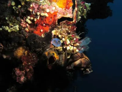 Corals
