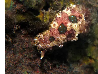 Doto Nudibranch