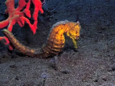 Seahorse