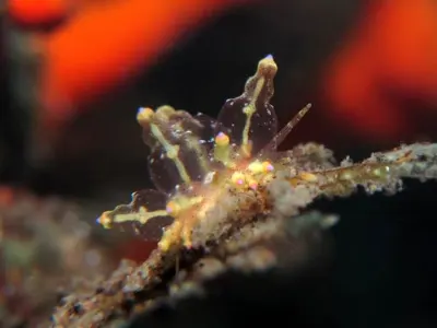 Ocellated Eubranchus