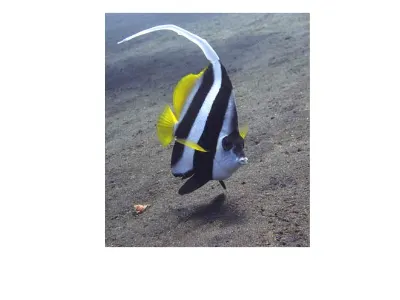 Longfin Bannerfish
