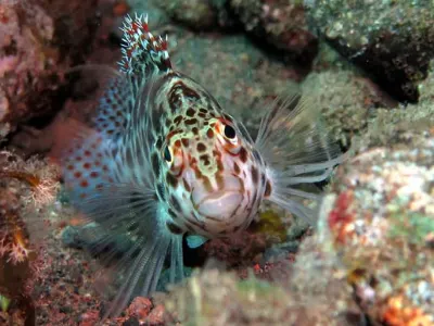 Pixy Hawkfish