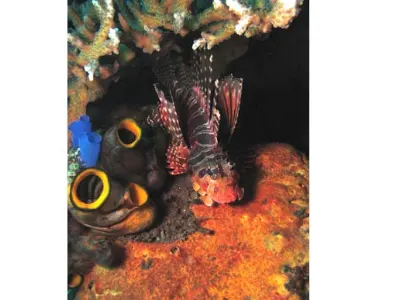 Lionfish