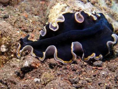 Polyclad Flatworm