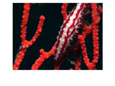 Red Striped Cowrie