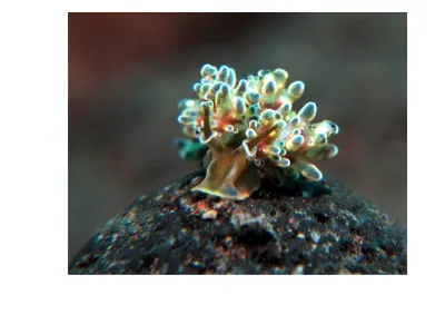 Doto Nudibranch